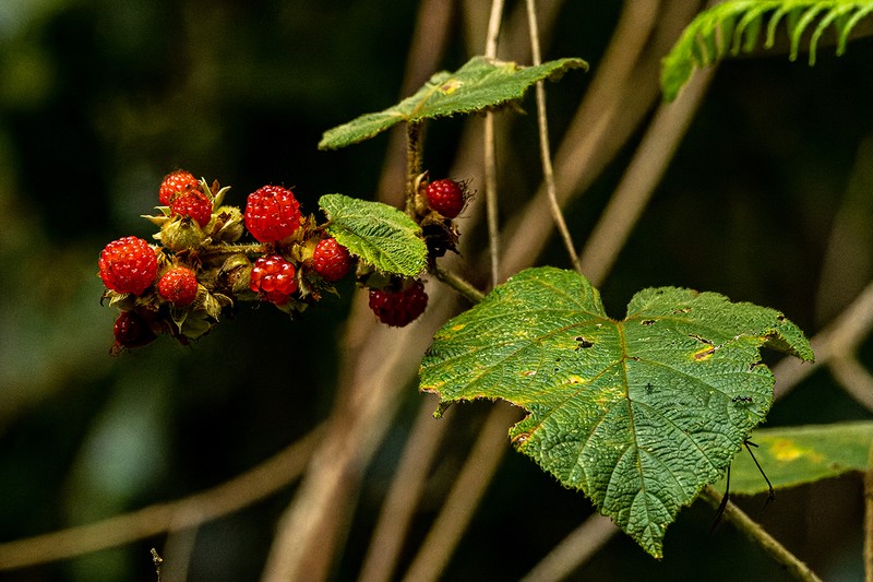 Rubus moluccanus var. moluccanus photo 4