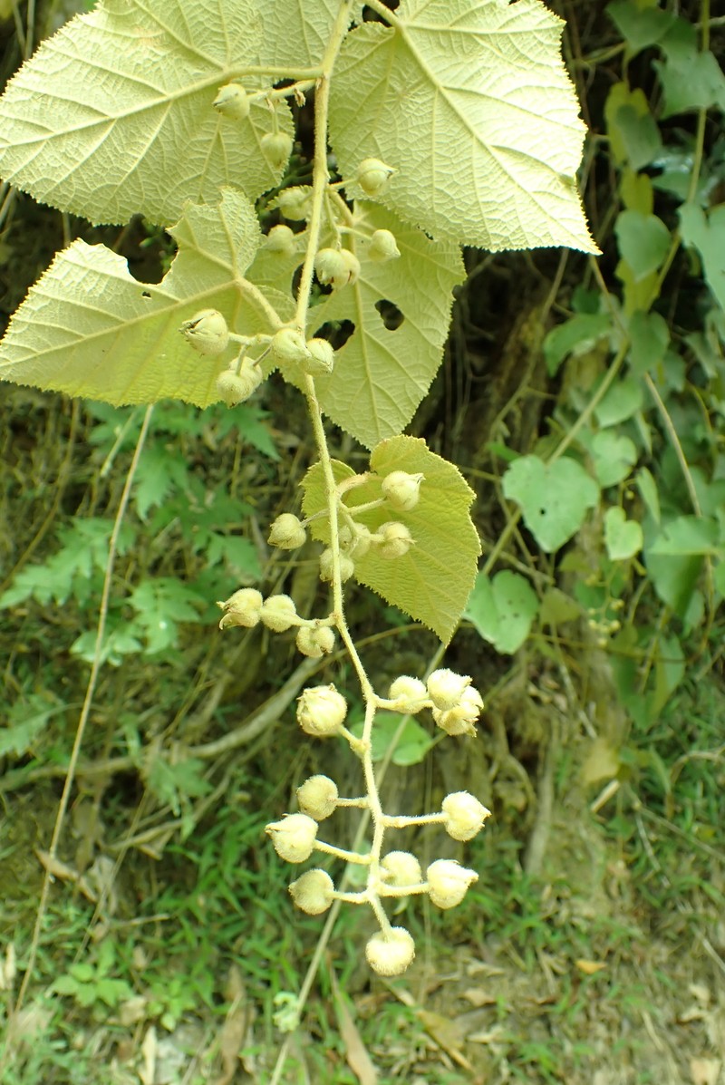 Rubus moluccanus var. moluccanus photo 5