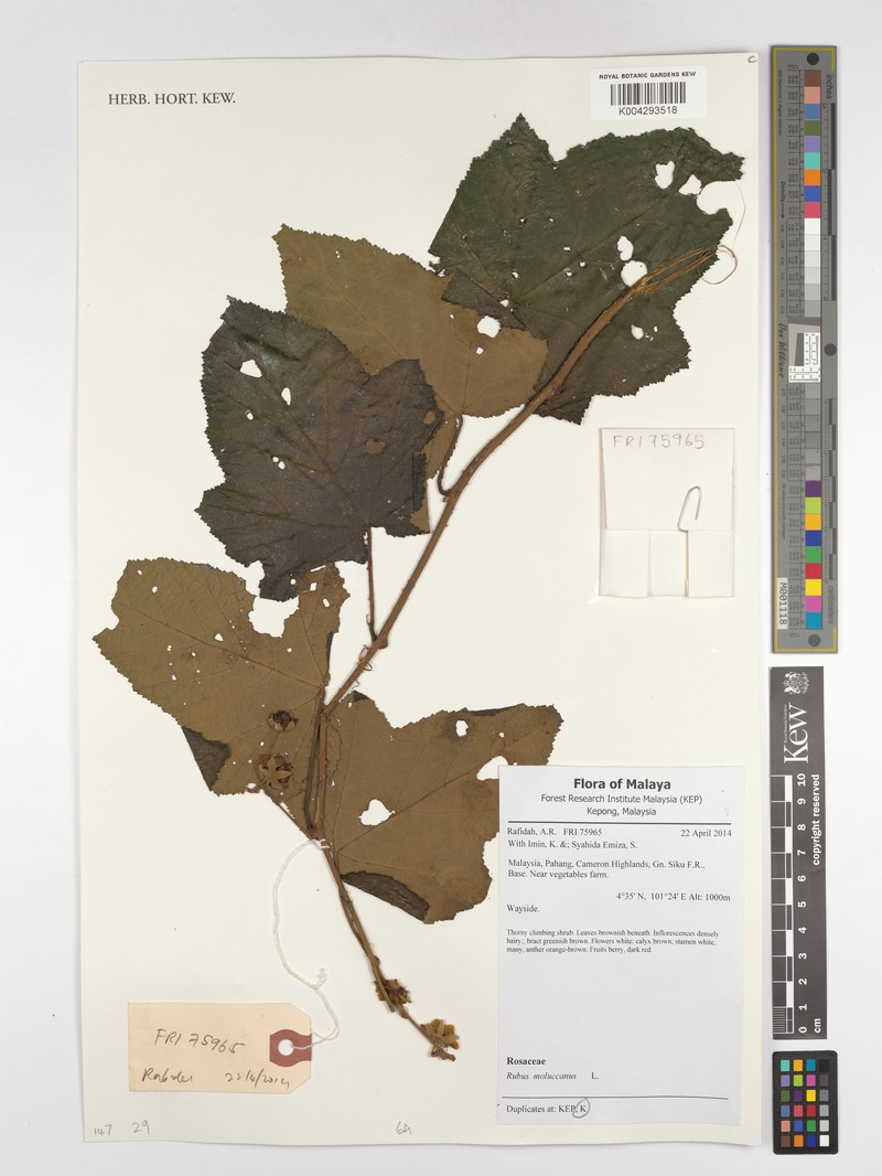 Rubus moluccanus var. moluccanus photo 6