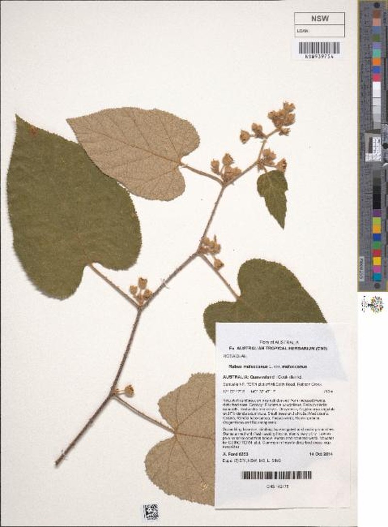 Rubus moluccanus var. moluccanus photo 8