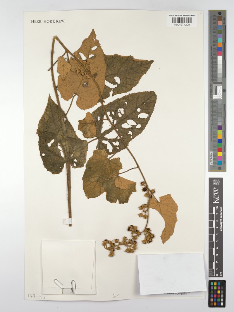 Rubus moluccanus var. obtusangulus photo 2