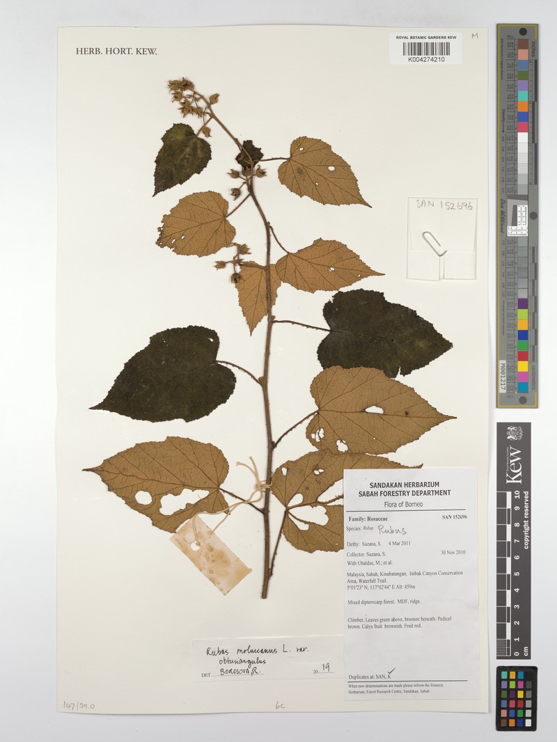 Rubus moluccanus var. obtusangulus photo 3