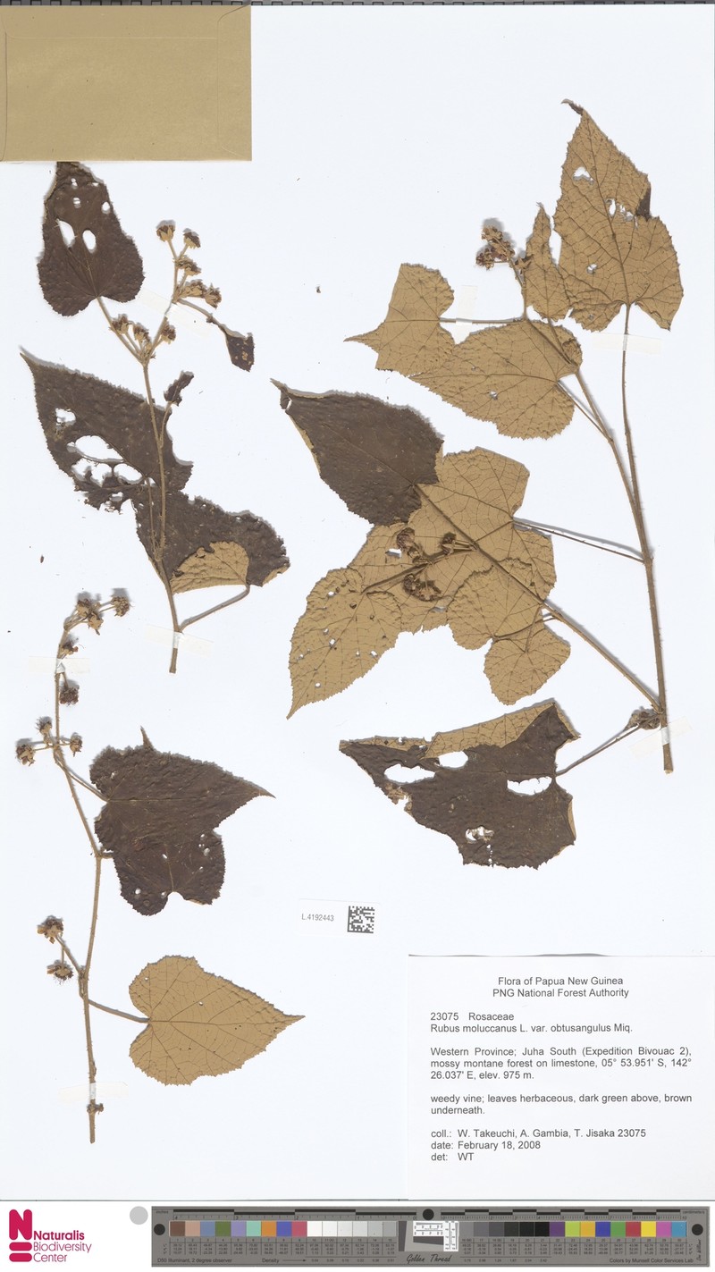 Rubus moluccanus var. obtusangulus photo 4