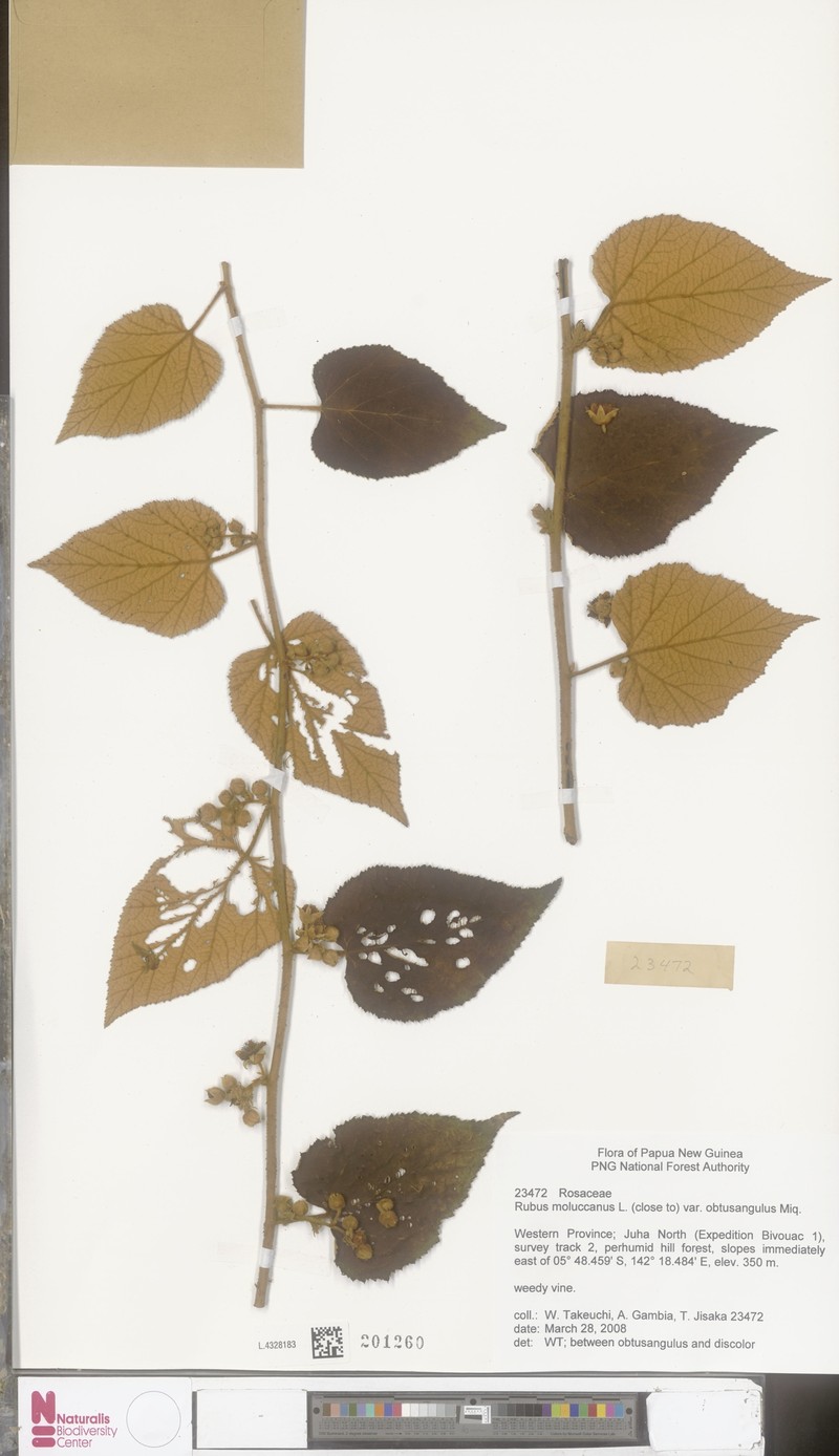 Rubus moluccanus var. obtusangulus photo 5