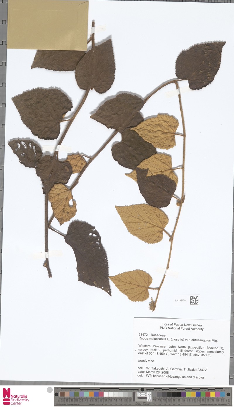 Rubus moluccanus var. obtusangulus photo 6