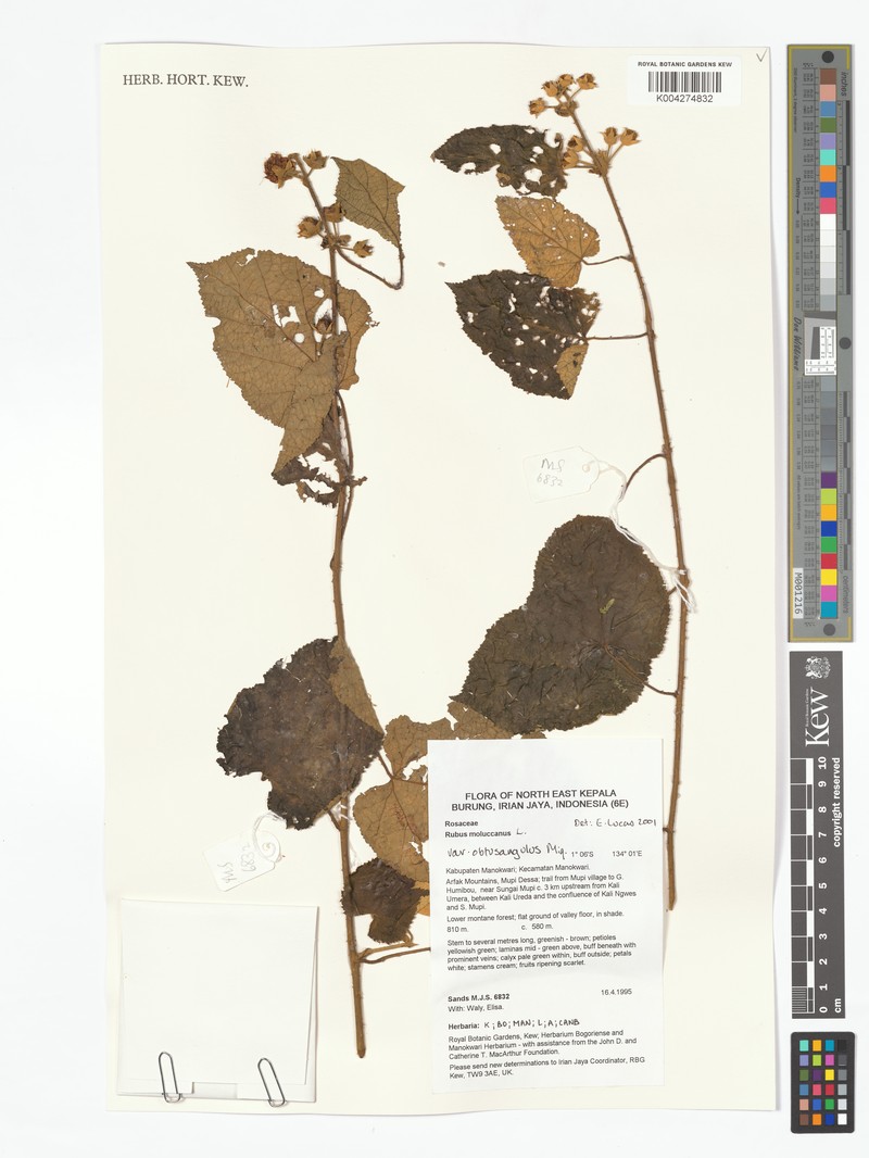 Rubus moluccanus var. obtusangulus photo 8