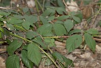Rubus montanus