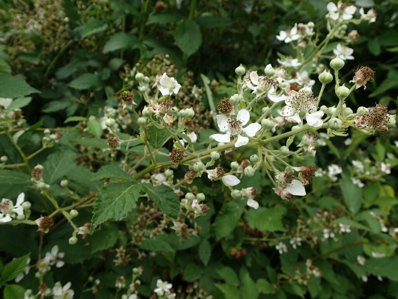 Rubus montanus photo 2