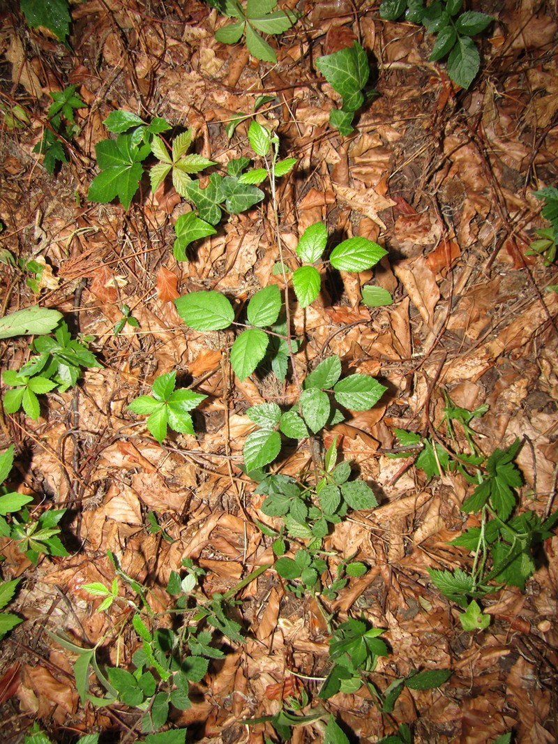 Rubus montanus photo 3