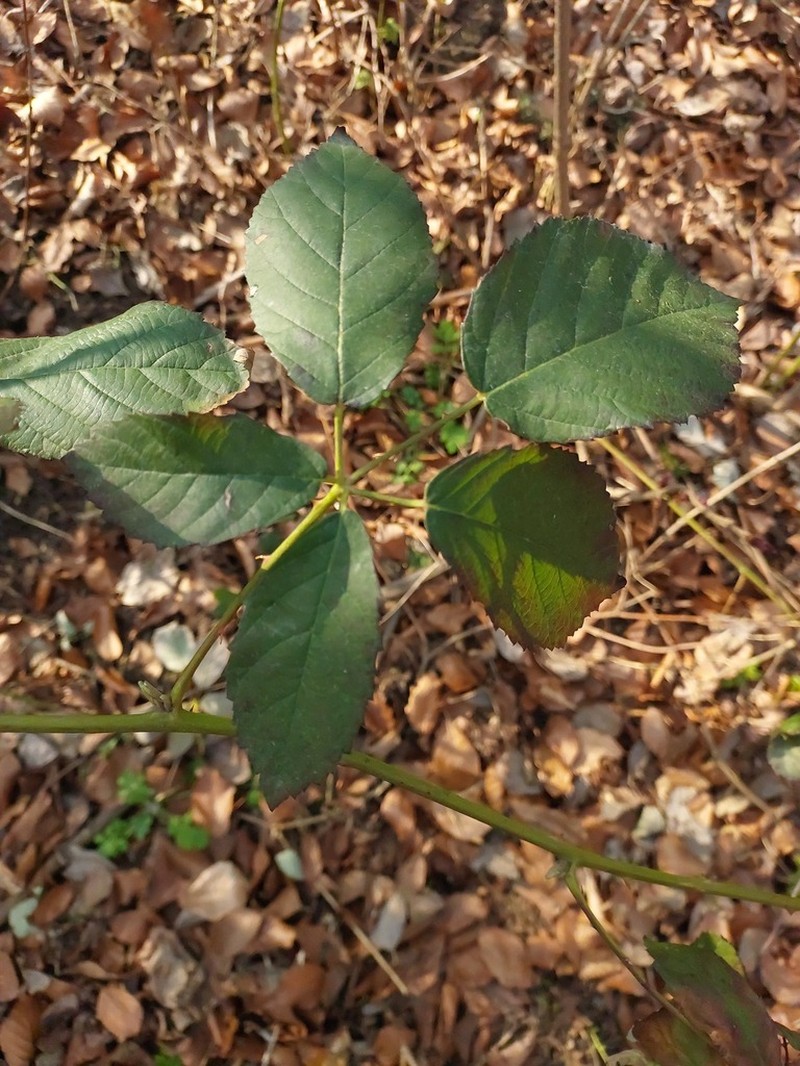 Rubus montanus photo 4