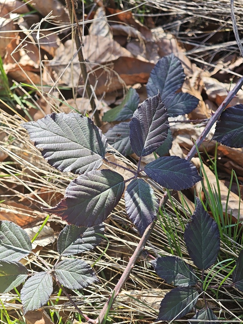 Rubus montanus photo 5