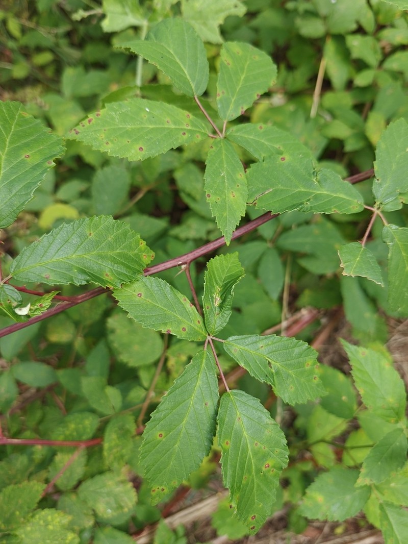 Rubus montanus photo 6