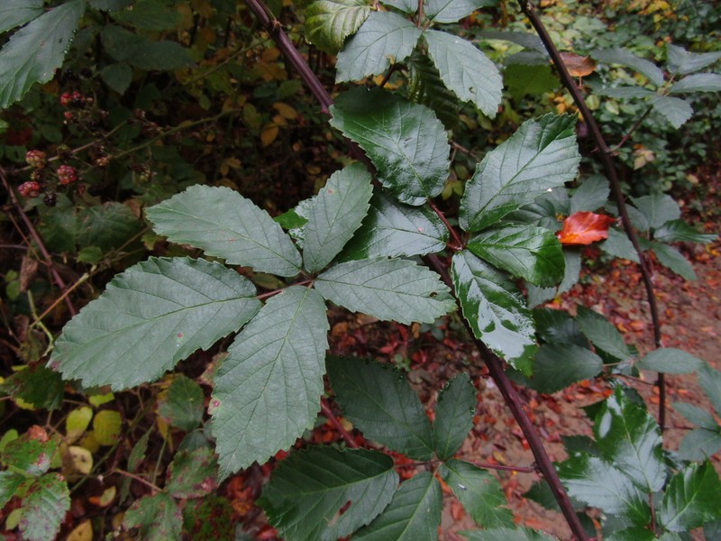 Rubus montanus photo 8