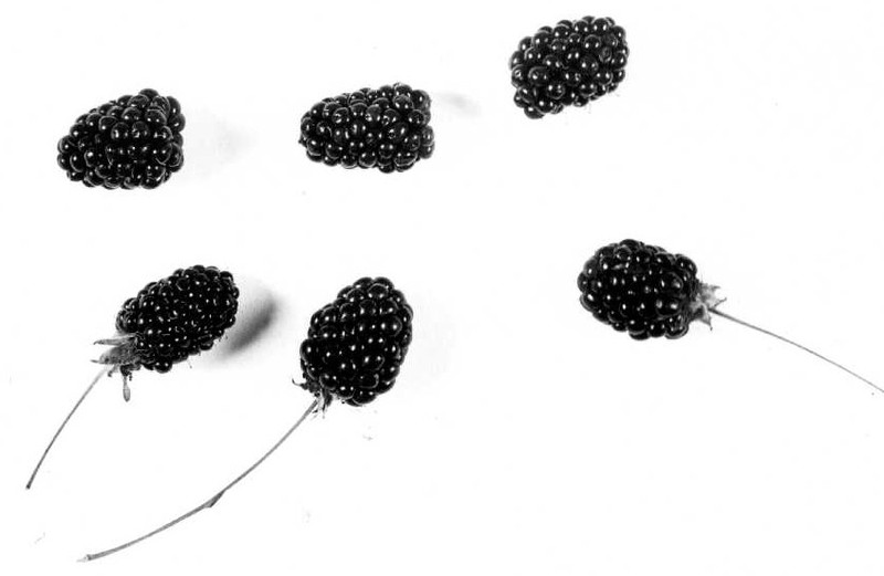 Mountaintop Blackberry