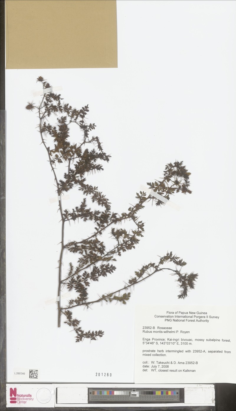 Rubus montis-wilhelmii