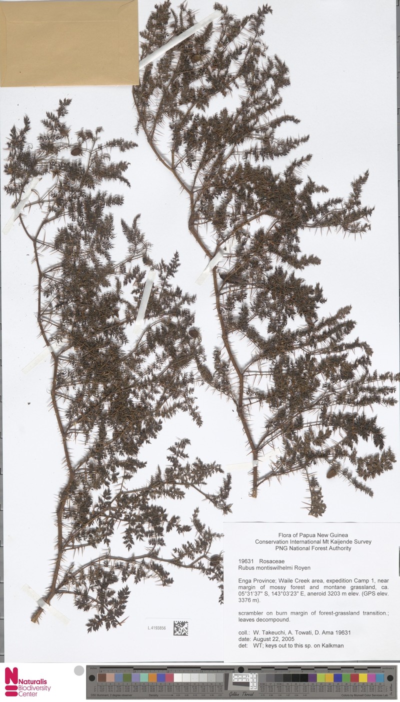 Rubus montis-wilhelmii photo 2