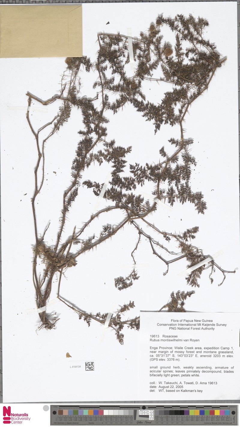 Rubus montis-wilhelmii photo 3