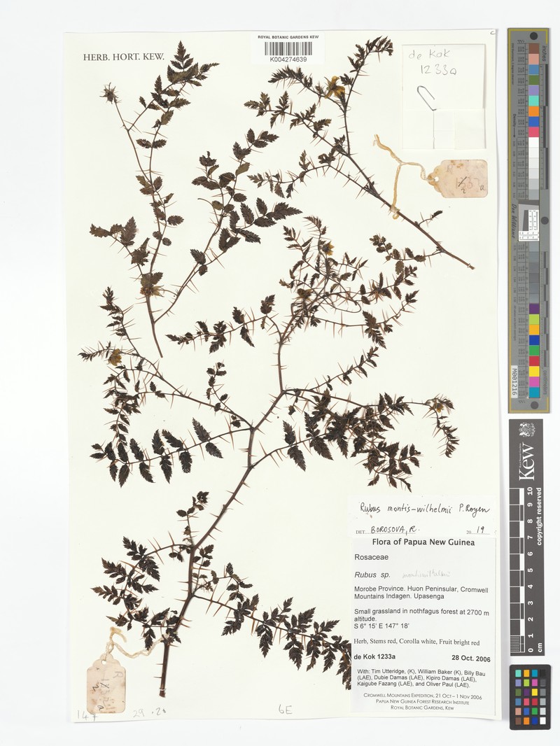 Rubus montis-wilhelmii photo 4
