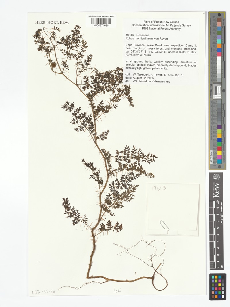 Rubus montis-wilhelmii photo 5
