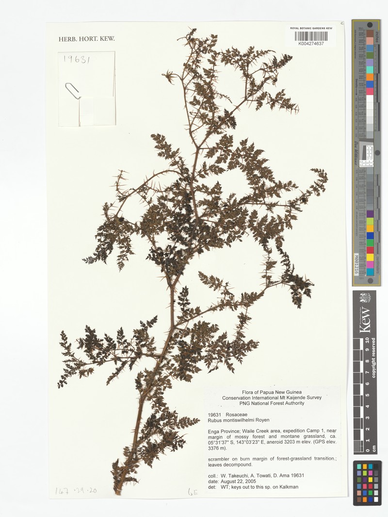 Rubus montis-wilhelmii photo 6