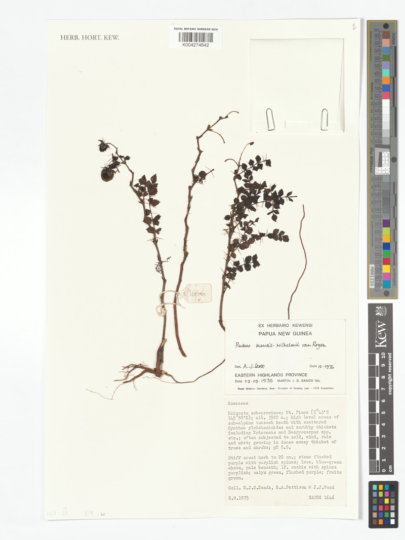Rubus montis-wilhelmii photo 7
