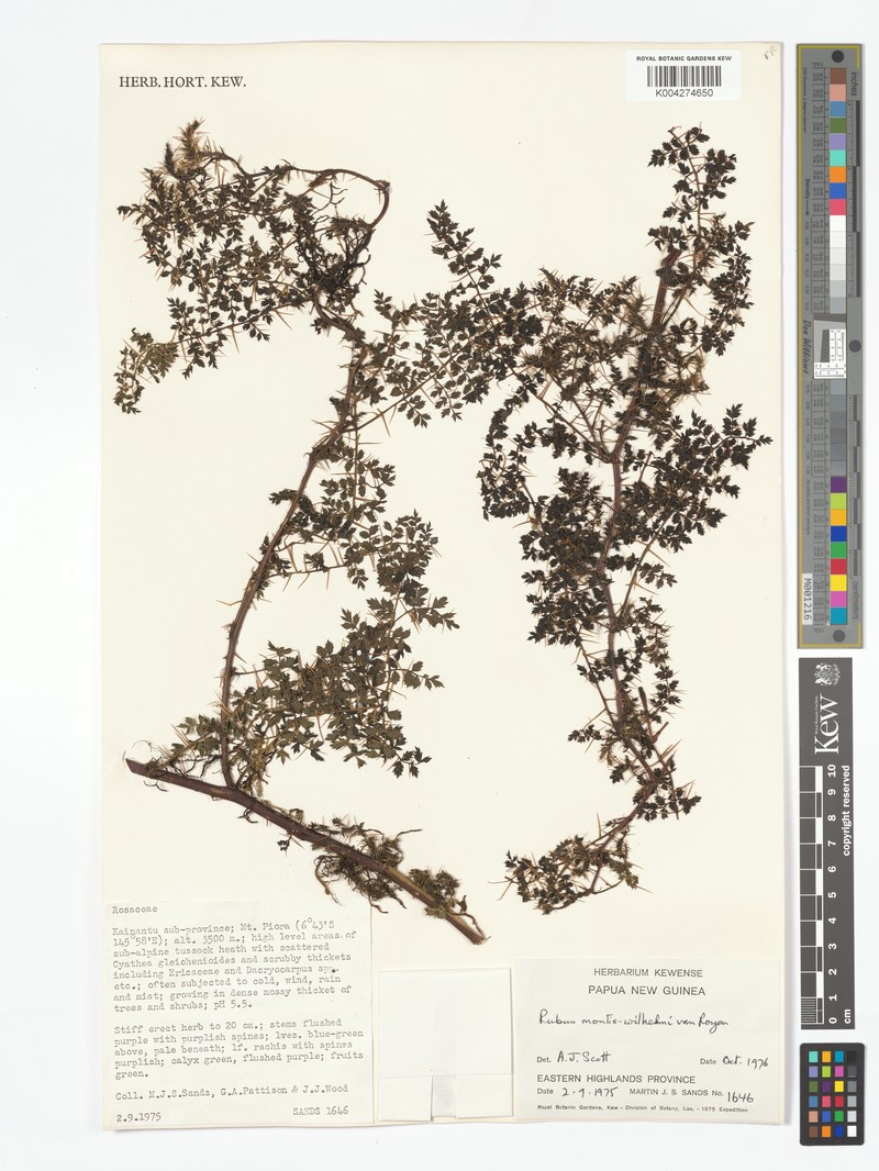 Rubus montis-wilhelmii photo 8