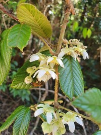 Rubus moorei