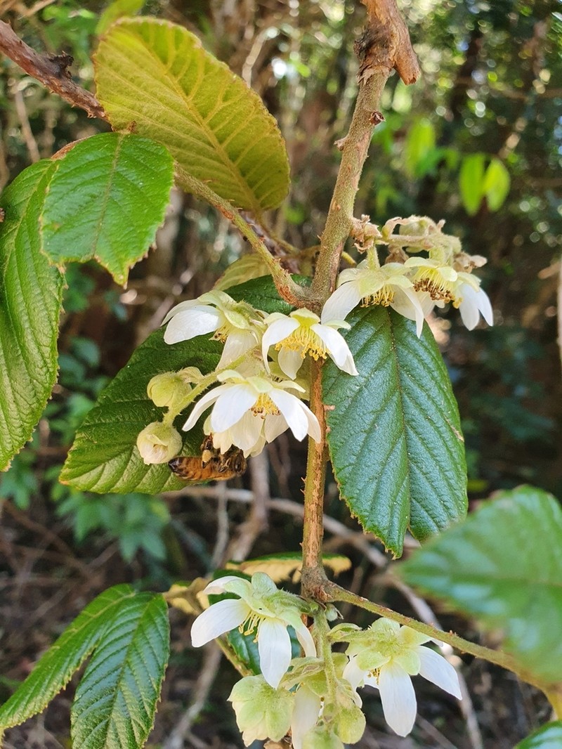 Rubus moorei