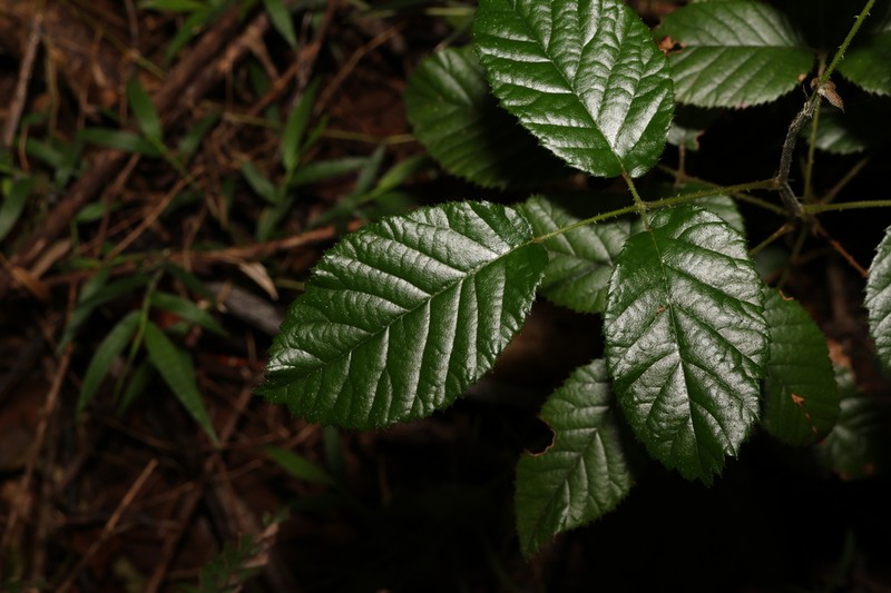 Rubus moorei photo 2