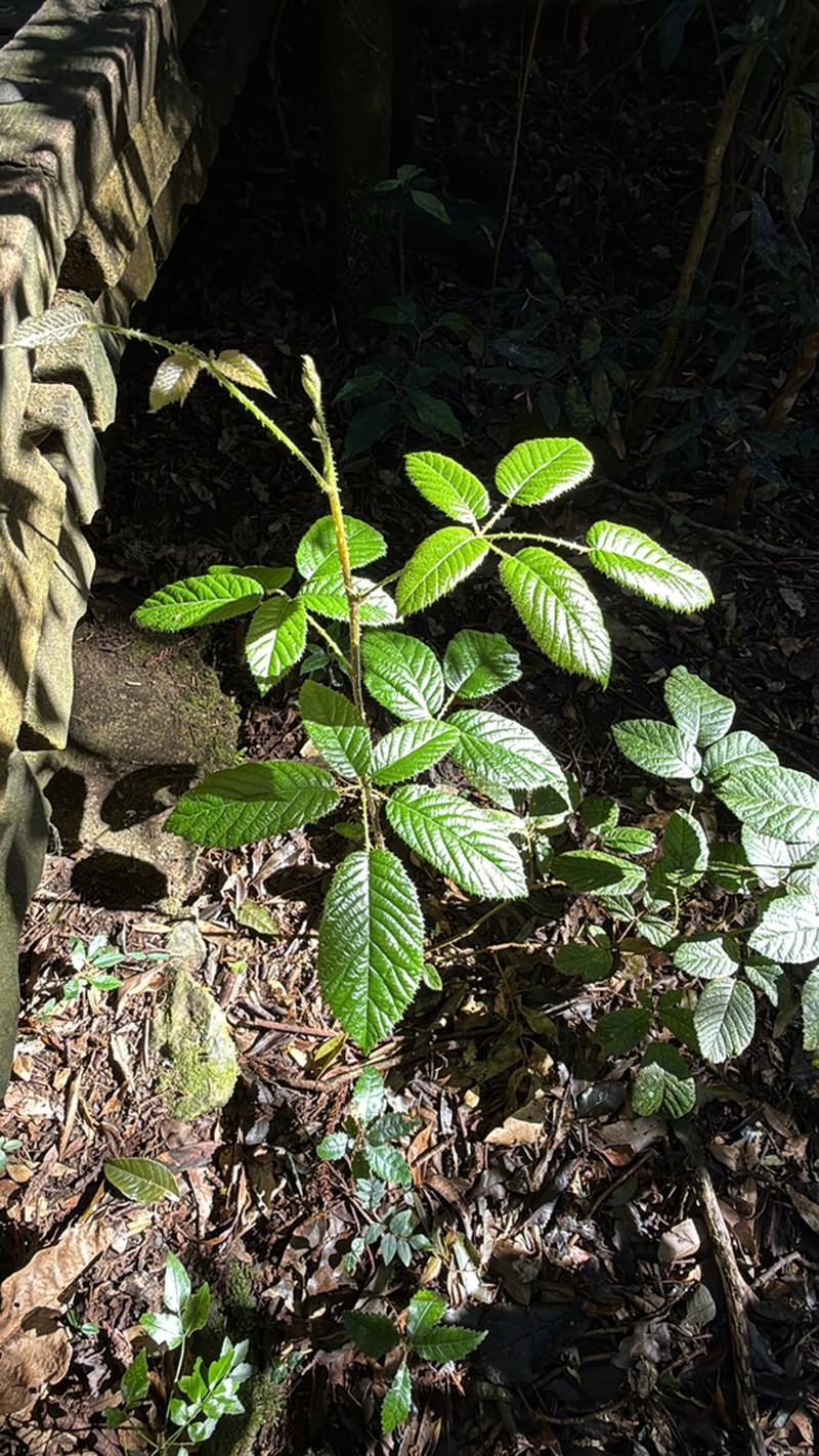 Rubus moorei photo 4