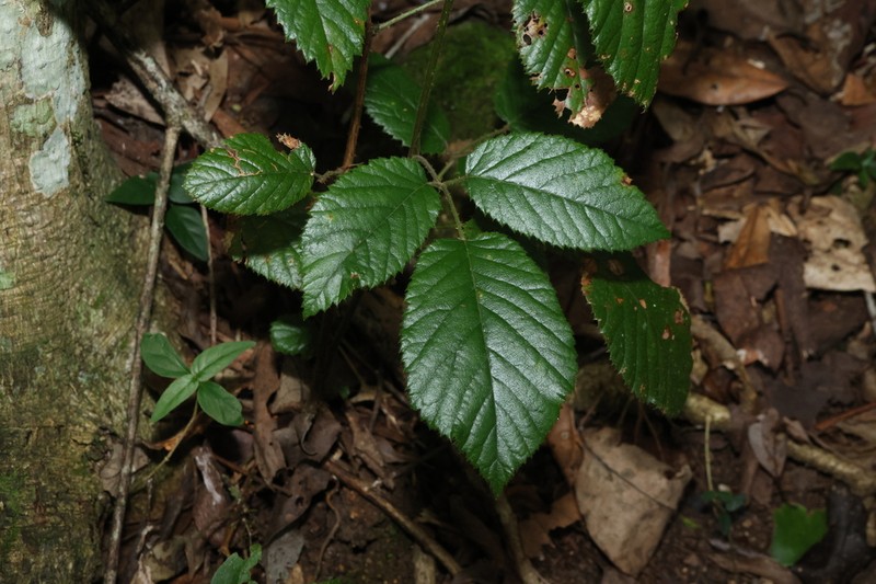 Rubus moorei photo 5