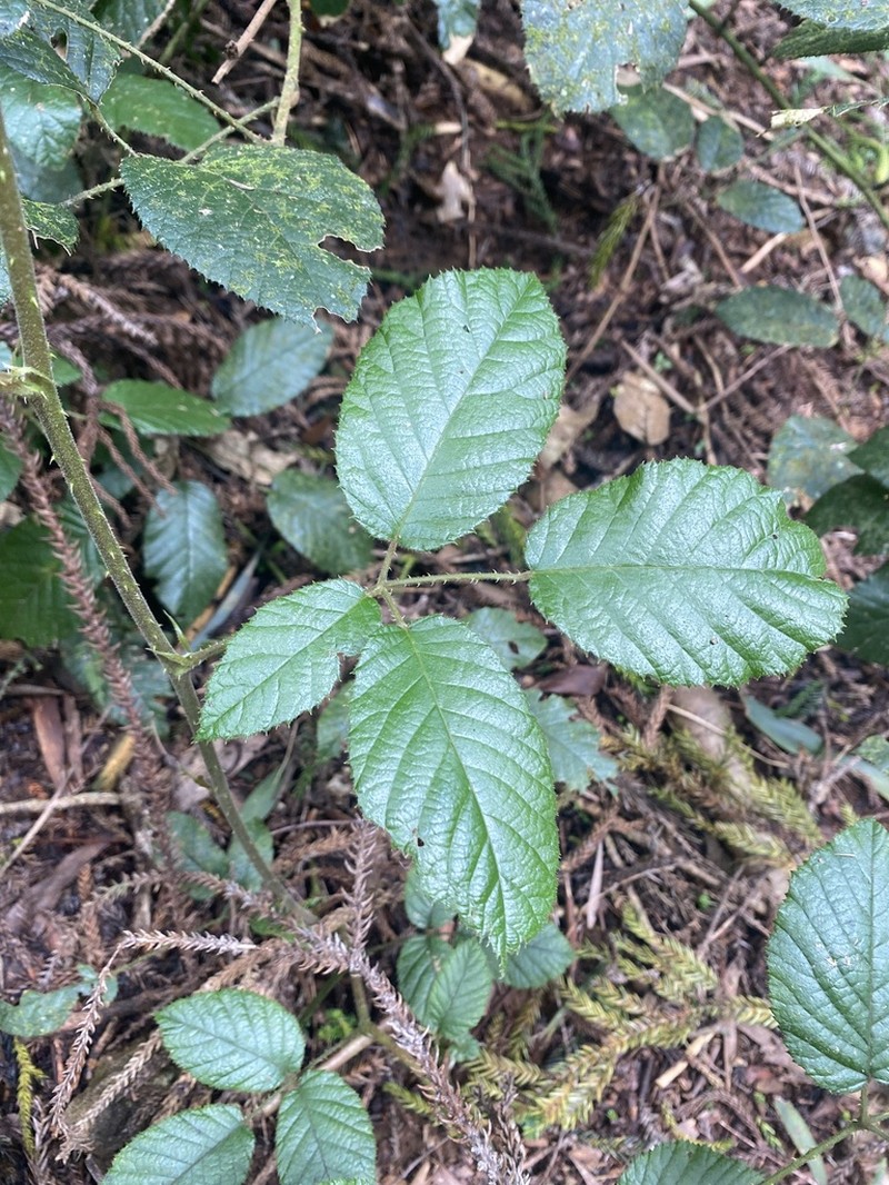 Rubus moorei photo 6