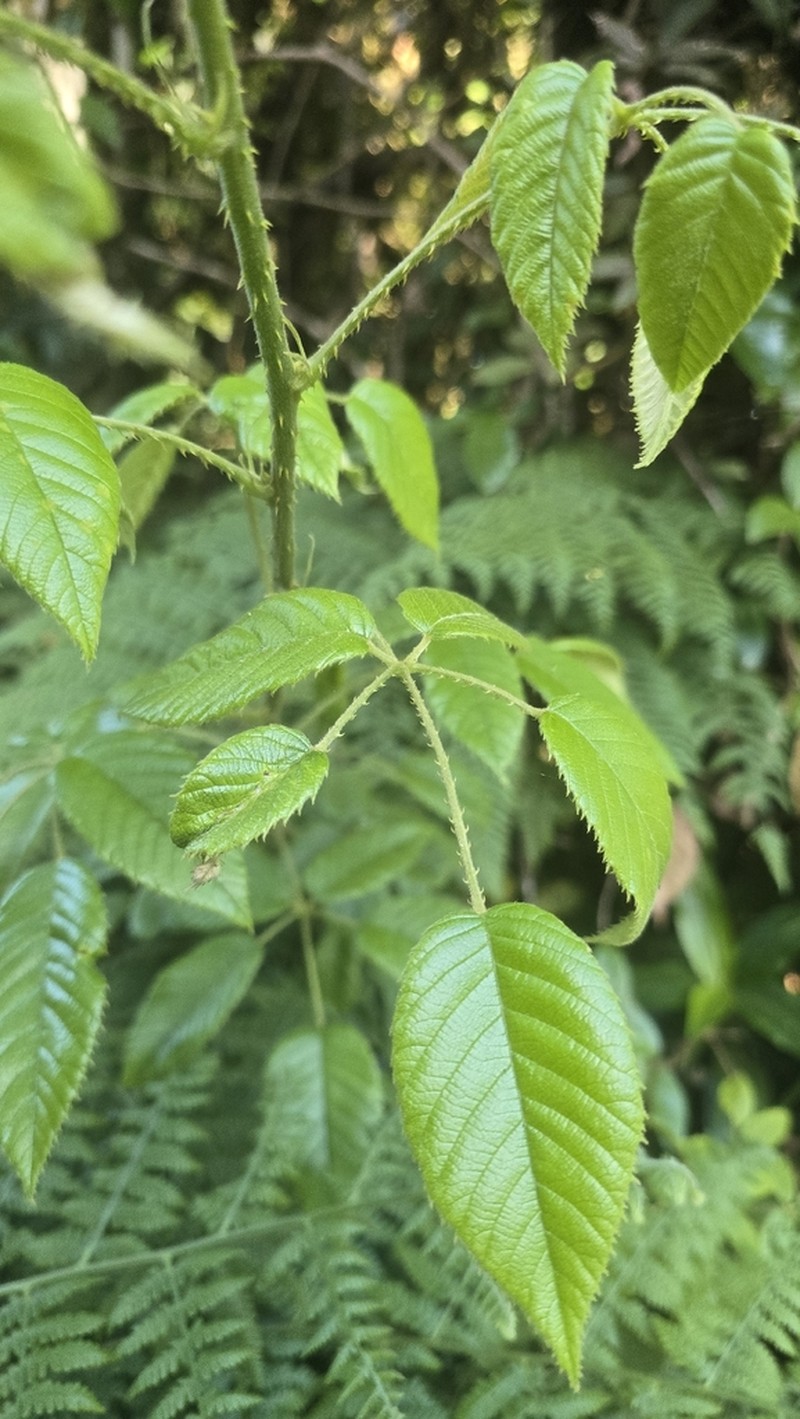 Rubus moorei photo 7