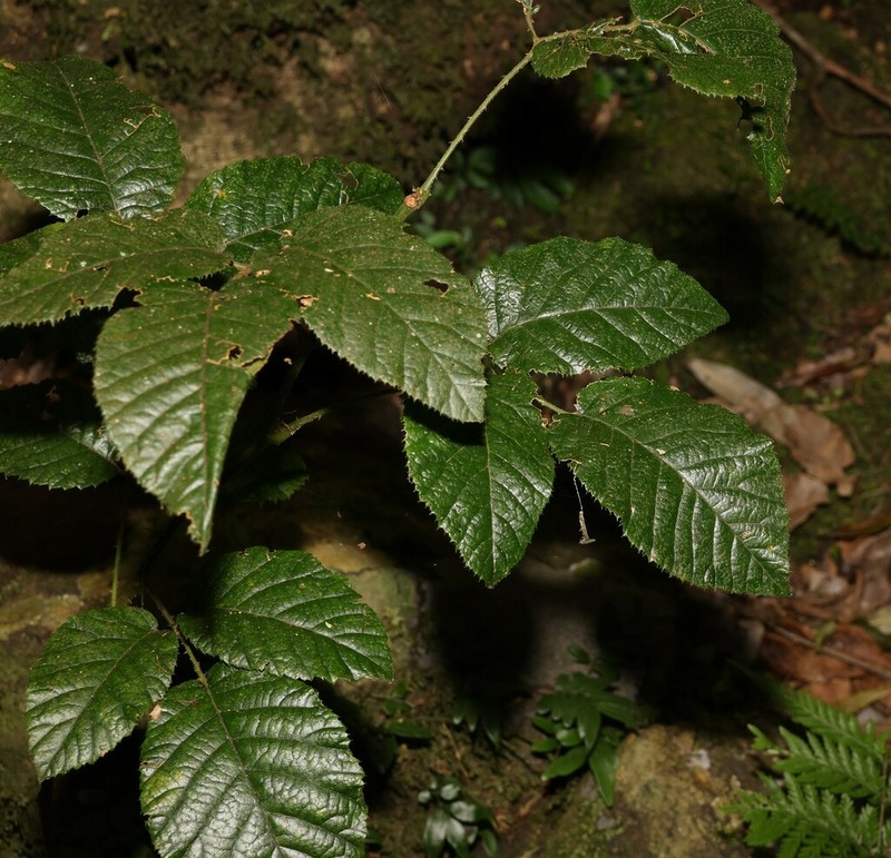 Rubus moorei photo 8