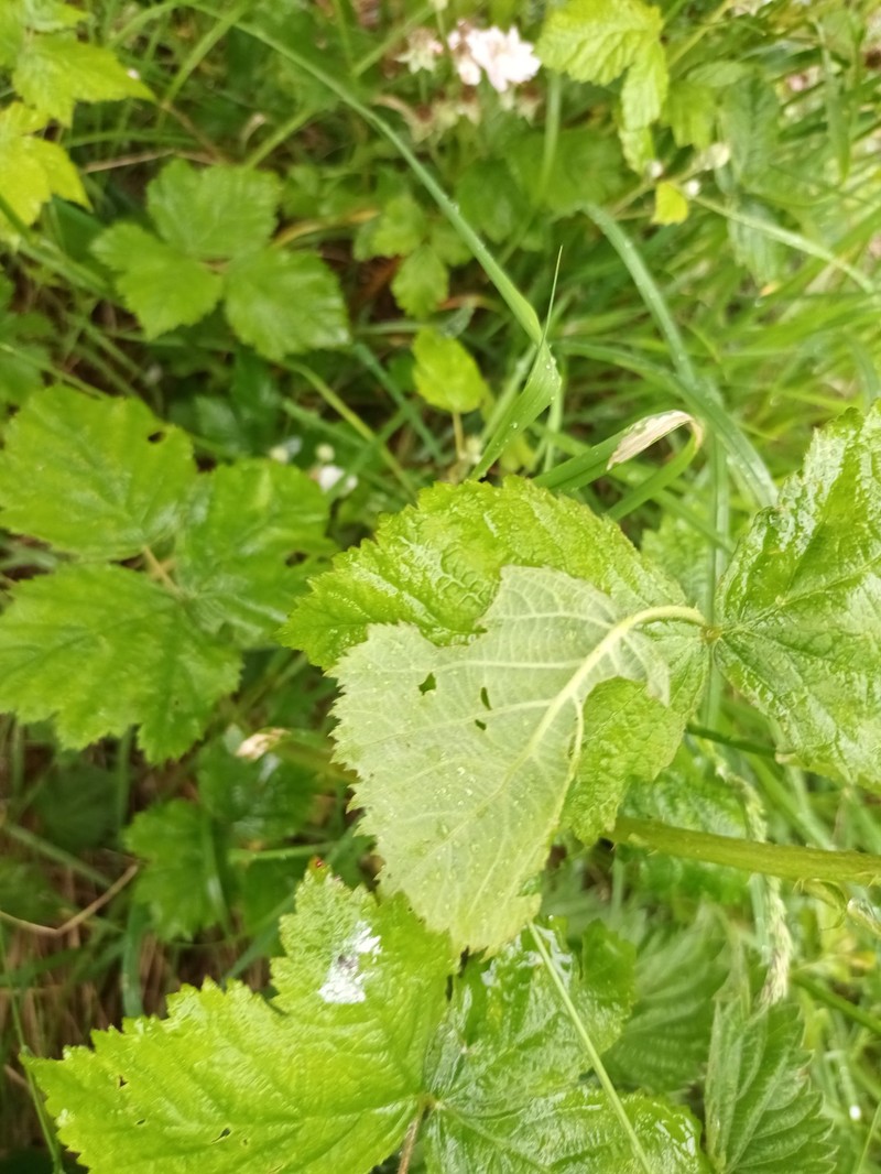 Rubus mortensenii