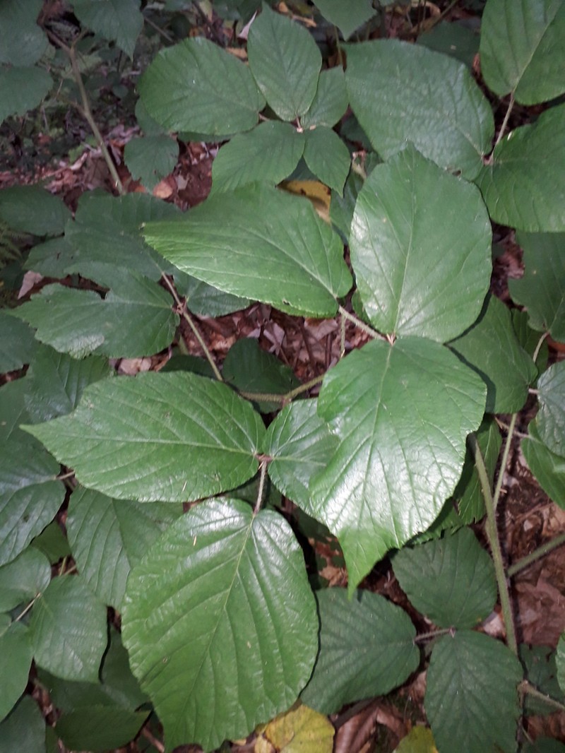 Rubus moschus