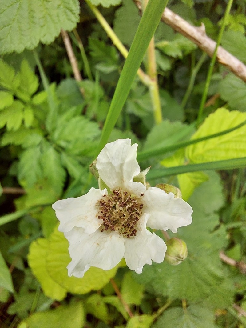 Rubus moschus photo 2