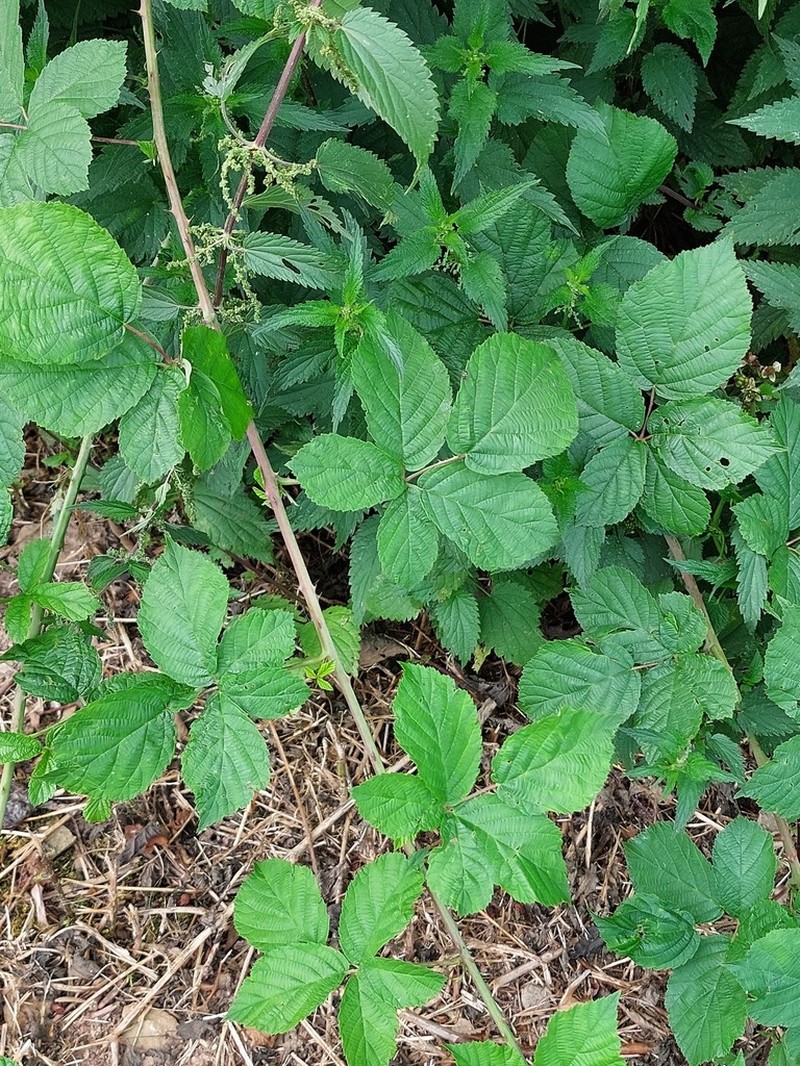 Rubus mougeotii photo 2