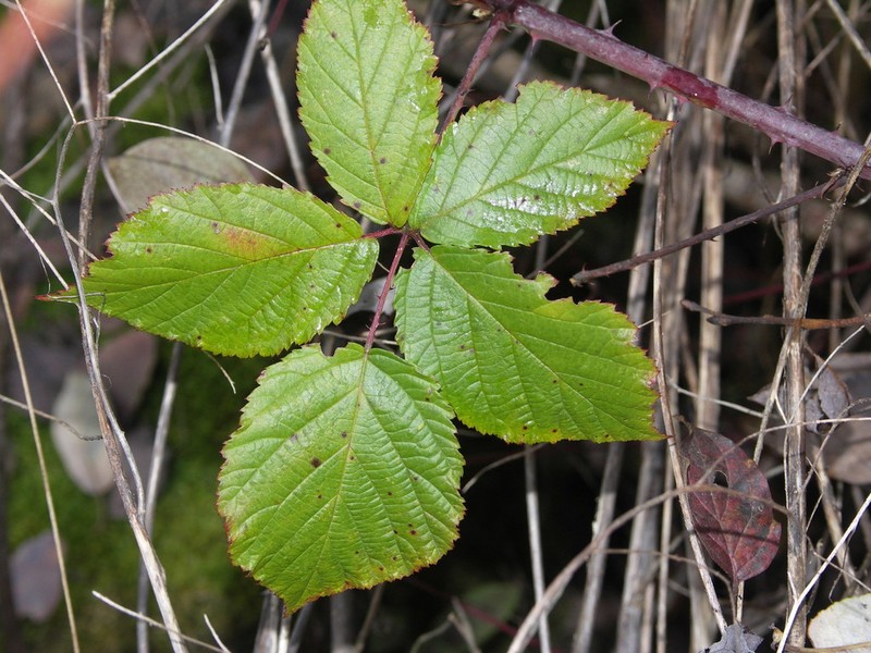 Rubus mougeotii photo 3