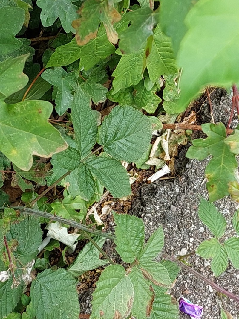 Rubus mougeotii photo 4