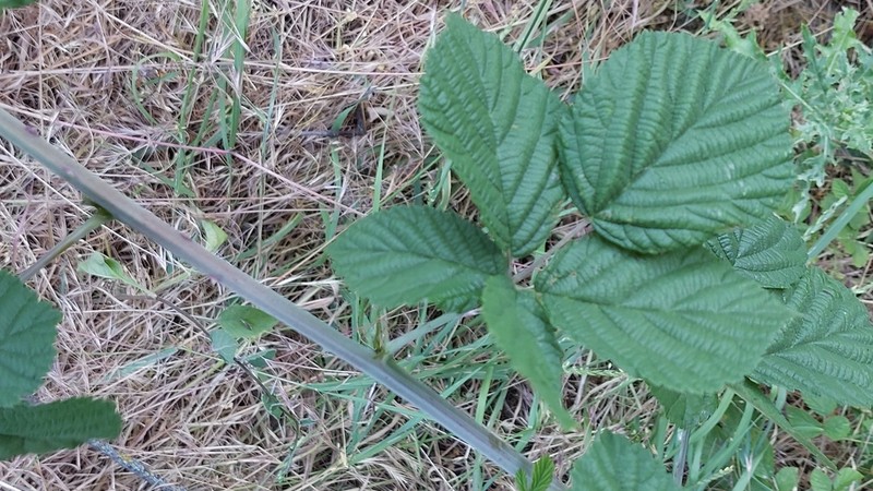 Rubus mougeotii photo 5