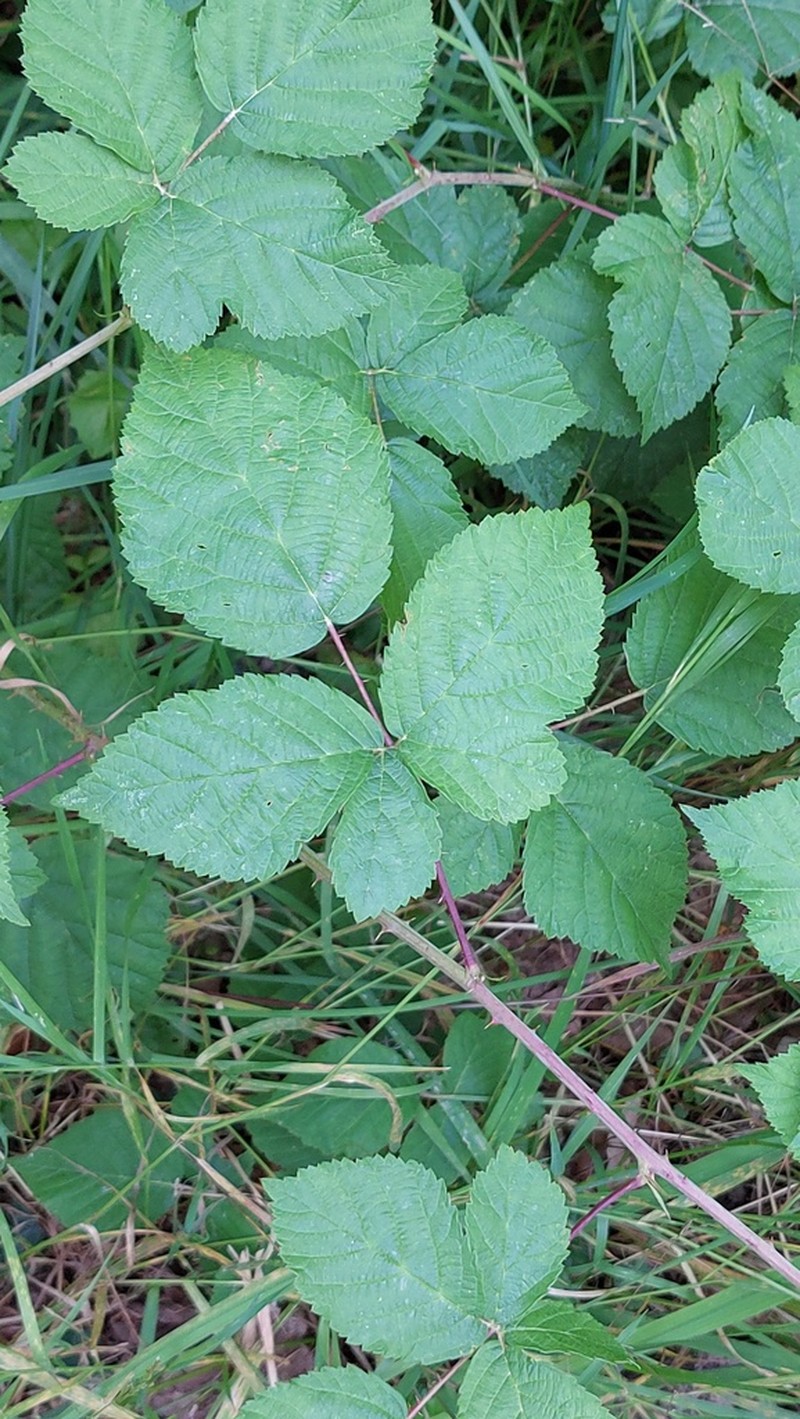 Rubus mougeotii photo 6