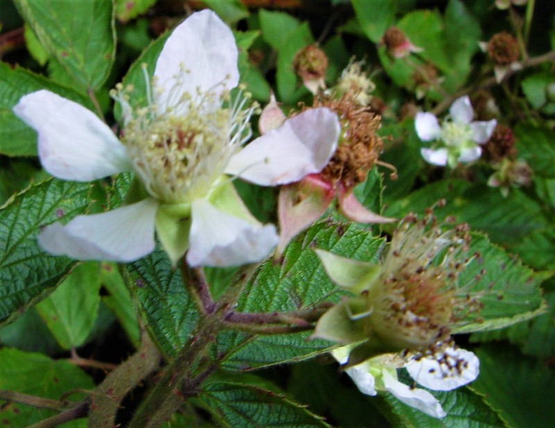 Rubus moylei photo 4