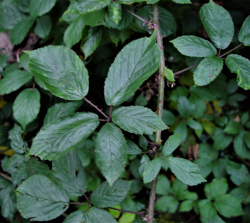 Rubus moylei photo 5