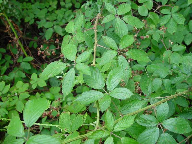 Rubus moylei photo 6