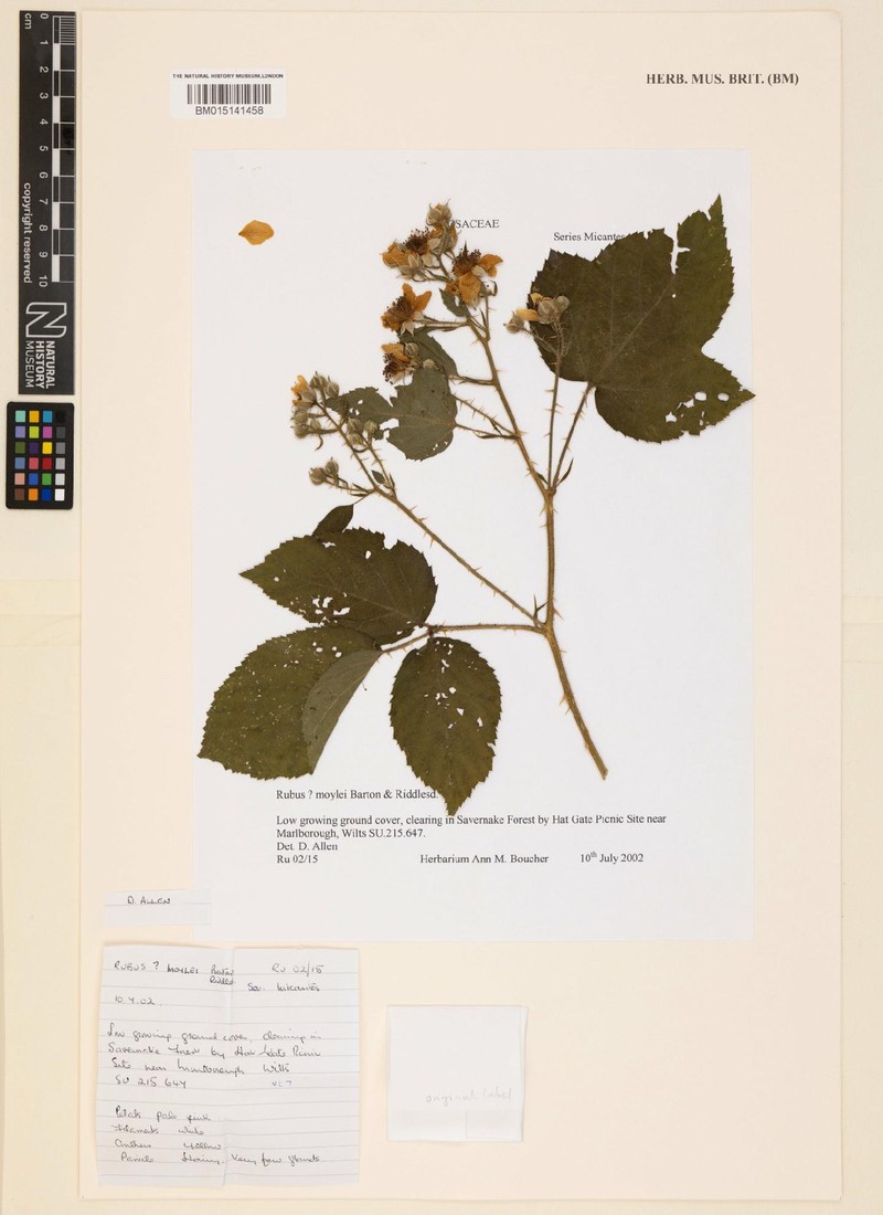 Rubus moylei photo 7
