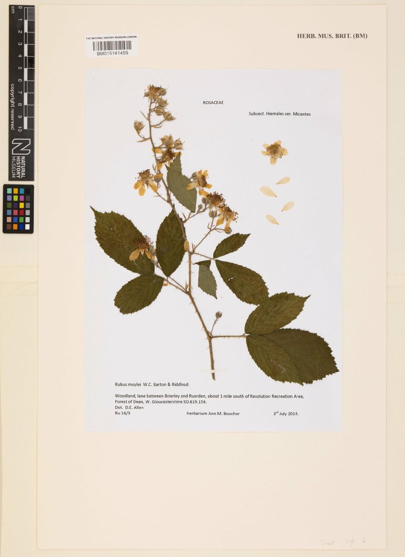 Rubus moylei photo 8