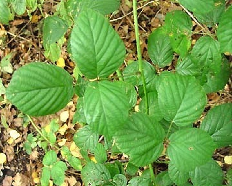 Rubus mucronatiformis photo 2