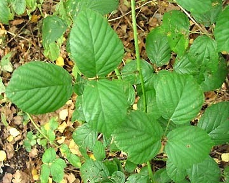 Rubus mucronatiformis photo 3