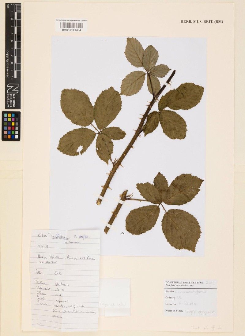 Rubus mucronatiformis photo 4